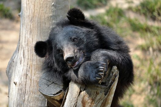 Asian black bears are close relatives to American black bears