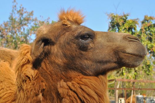 The Bactrian camel is a large even-toed ungulate native to the steppes of central Asia.