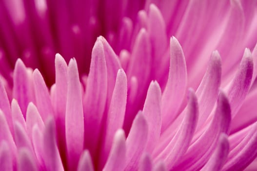 Close-up of chrysanthemum