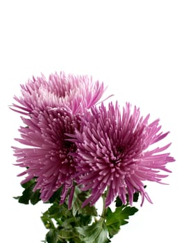 Chrysanthemums on a white background