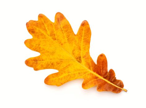 Colorful Autumn oak leaf Isolated on white background