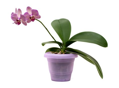 pink orchid in the pot isolated on white background