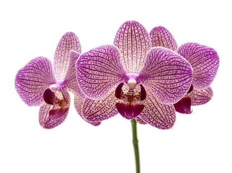Pink orchid on the white background
