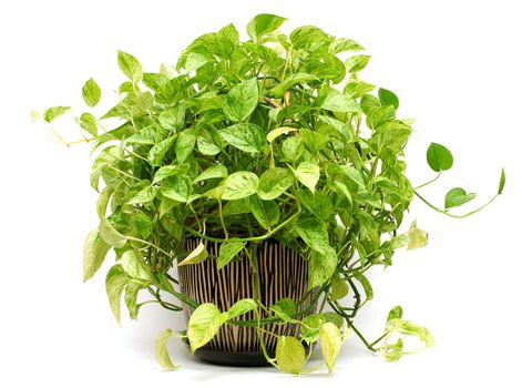 Isolated green plant in Pottery vase, fresh pothos.