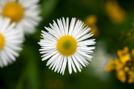White Daisy on the green Background
