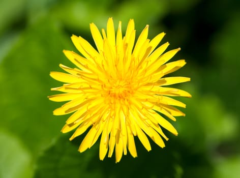 close up of single yellow dandelion on a dark green grass background