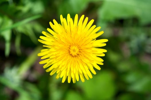 close up of single yellow dandelion on a dark green grass background