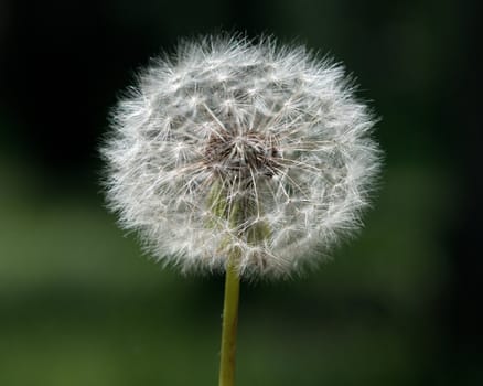 dandelion on green natural background