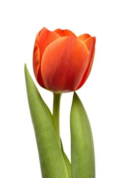 Tulip isolated on white background