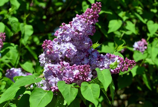 purple lilac bush blooming in May day