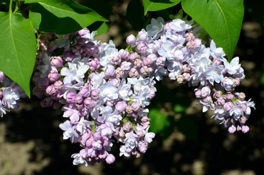 Branch of lilac flowers with the leaves