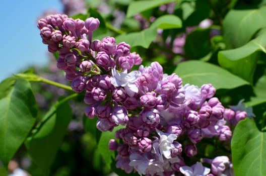 purple lilac bush blooming in May day