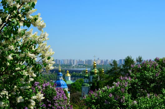 Vydubychi Monastery with blooming lilac