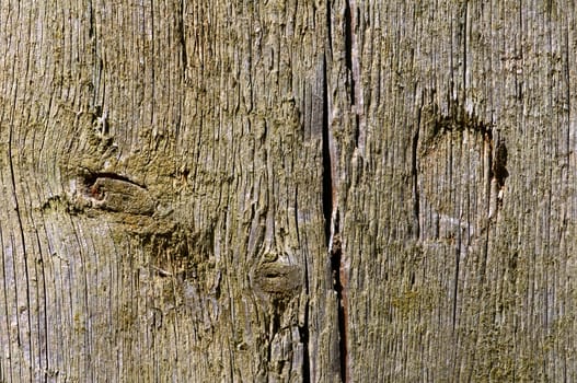 Texture of old wood. For any designer's use.