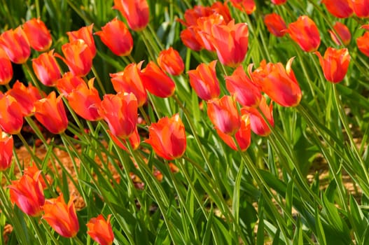 great amount of red tulips