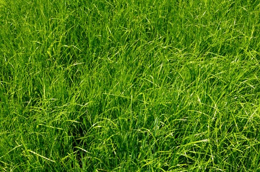 green grass background