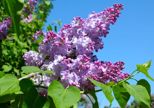 purple lilac bush blooming in May day