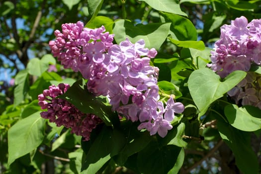 purple lilac bush blooming in May day