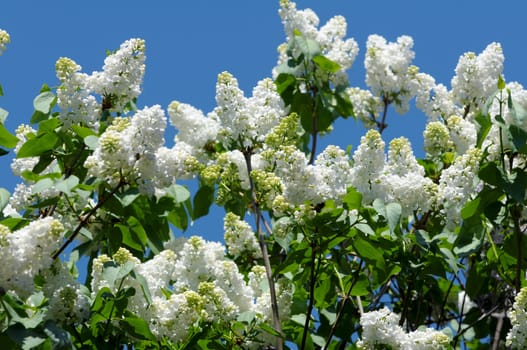 White blooming lilac in springtime
