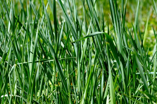 green grass macro close up