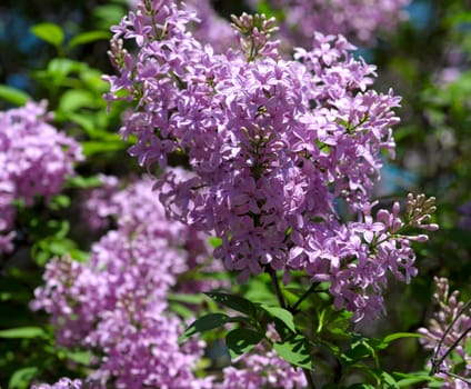 purple lilac bush blooming in May day