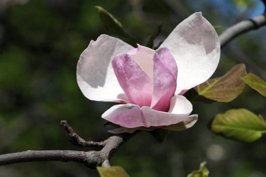 Magnificent magnolia flowers in the spring garden