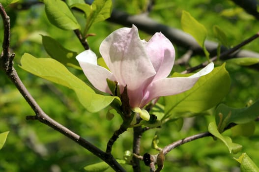 Magnificent magnolia flowers in the spring garden