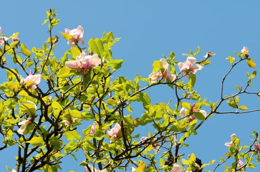 Close up of beautiful magnolia flowers against blue sky