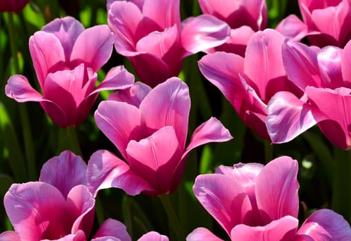 beautiful tulips in sunlight