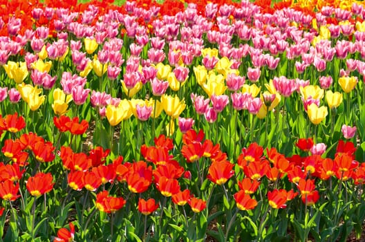 Spring field with colorful tulips