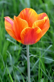 Close up on fresh tulips in warm sunlight