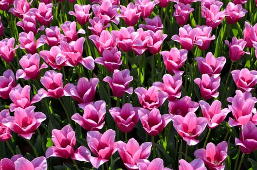 Pink tulip taken in natural light