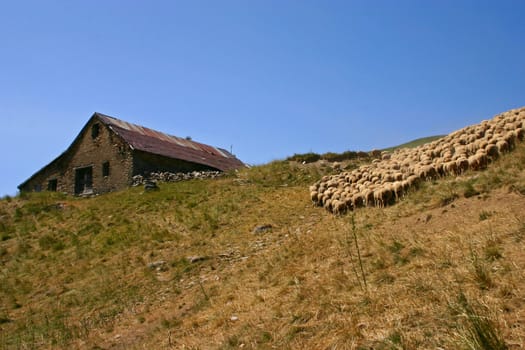 Flock of sheep grazing in the French Alps