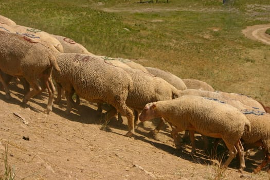 Flock of sheep grazing in the French Alps