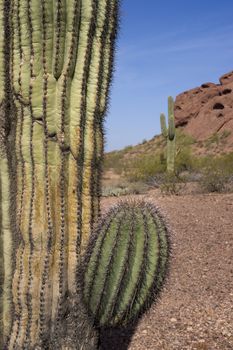 Vertical of Red Rocks and Cactus in the Desert