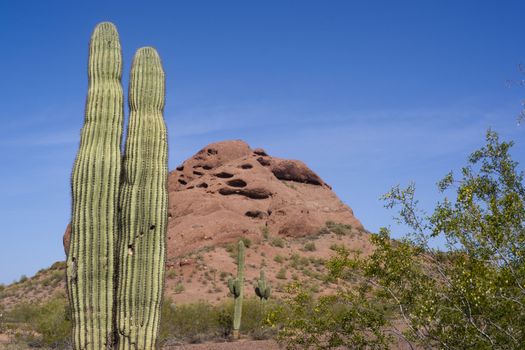 Horizontal of Red Rocks and Cactus in the Desert