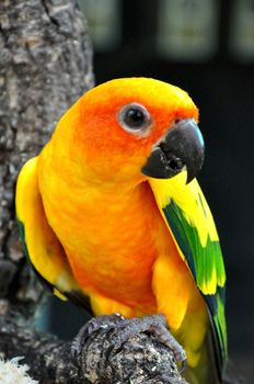 Sun Conure has a rich yellow crown, nape, mantle, lesser wing-coverts, tips of the greater wing-coverts, chest, and underwing-coverts.