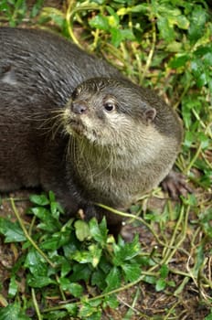 Otter is semi-aquatic mammal. Otters live up to 16 years