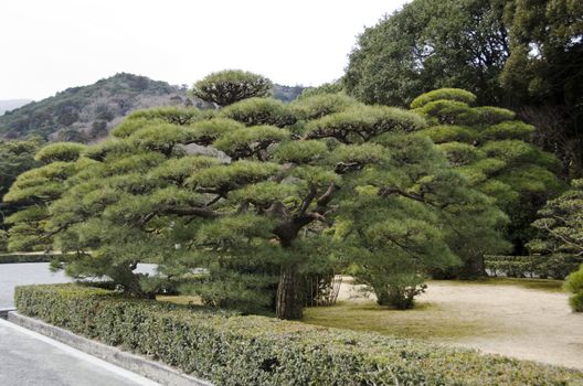 Pruned pine tree in Japan within a park