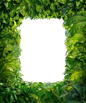 Jungle border blank frame with rich tropical green plants as ferns and palm tree leaves found in southern hot climates as south America Hawaii and Asia with framed white isolated copy space center.