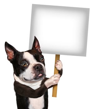 Dog holding a blank sign as a Boston Terrier with a smiling happy expression advertising and communicating a message pertaining to pet care and veterinary issues on white.