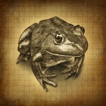 Frog on an old grunge parchment texture as a symbol of conservation and protecting wildlife and all of nature for the  environmental goal of clean land and water.