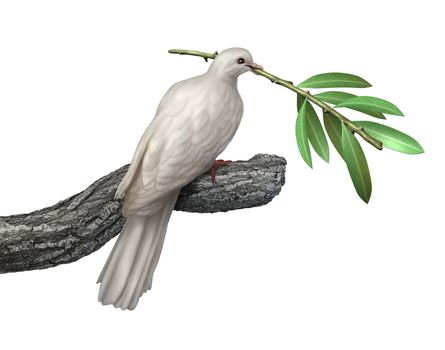 Dove holding an olive branch isolated on a white background as a symbol of peace and tranquility and hope for the future of humanity on the journey for human rights and freedom.