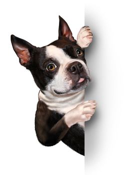 Dog with a blank card vertical sign as a Boston Terrier with a smiling happy expression supporting and communicating a message pertaining to pet care on white.