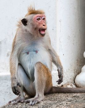 Portrait of wild smart monkey with smart and very loud look, Sri Lanka