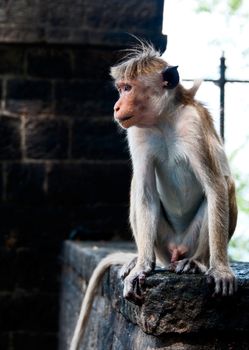 Portrait of wild smart monkey with clever and calm look on wall