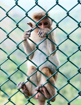 Portrait of wild smart monkey with clever and calm look