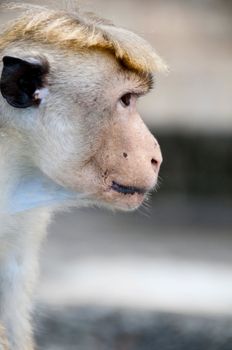 Portrait of wild smart monkey with clever and calm look. It is wild animal near a temple in Sri Lanka