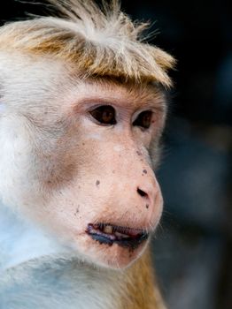 Portrait of wild smart monkey with clever and calm look. It is wild animal in Sri Lanka.