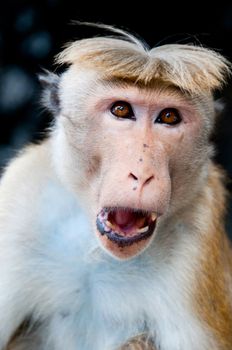 Portrait of wild smart monkey with clever and calm look. It is wild animal in Sri Lanka.